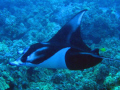   Manta Ray off Kona coast Hawaii. This beautiful approached me during twilight dive. was one seven came night Hawaii dive  
